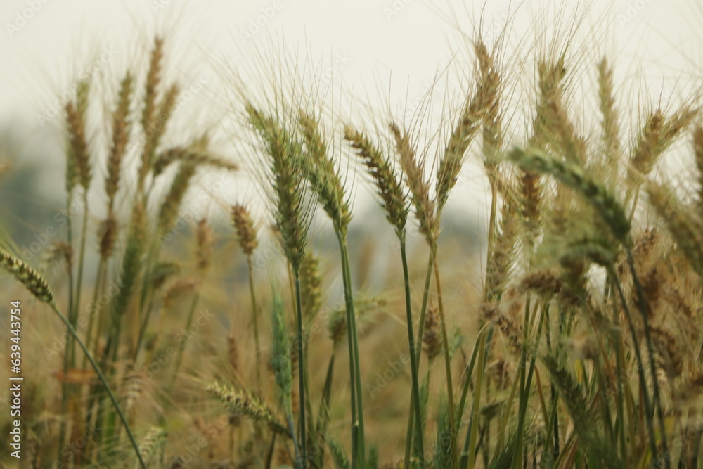 Wheat field. Ears of golden wheat close up. Beautiful Nature Sunset Landscape. Rural Scenery under Shining Sunlight. Background of ripening ears of meadow wheat field. Rich harvest Concept