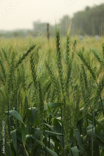 green wheat field at Bangladesh