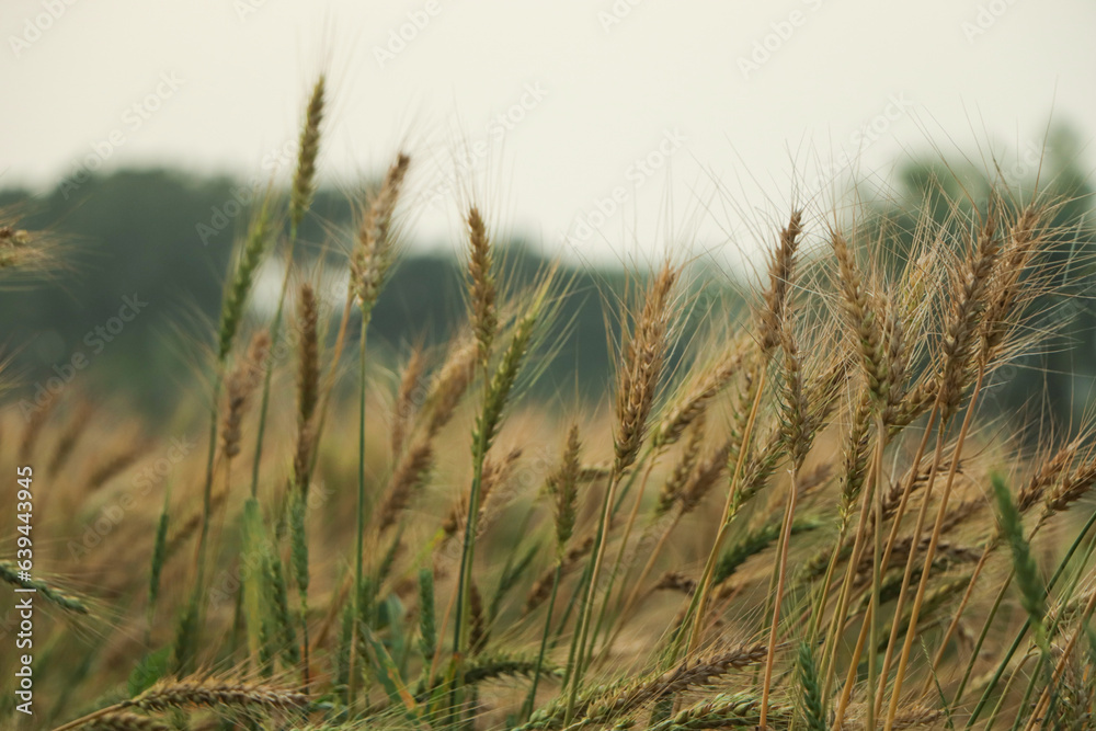 Fototapeta premium Field of wheat at sunrise in Provence, France. Close up view, selective focus. Beautiful summer nature background.