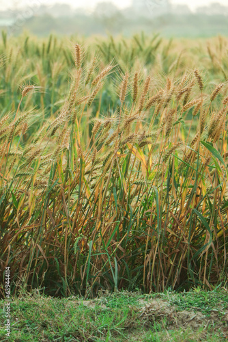 golden wheat field and sunny day