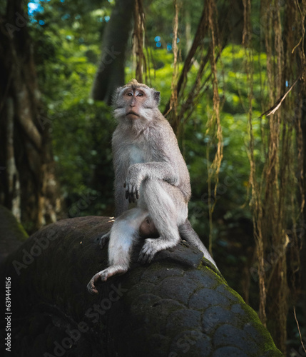 Posing monkey in Monkey forest Ubud 