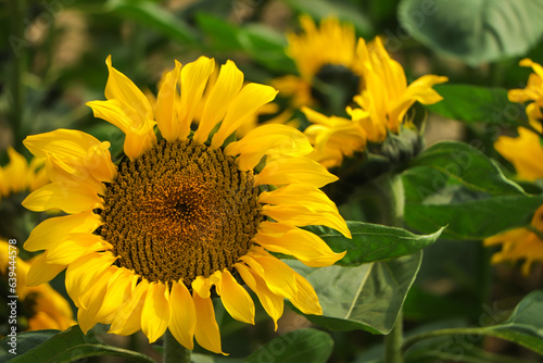 Sunflowers garden. Sunflowers have abundant health benefits. Sunflower oil improves skin health and promote cell regeneration.