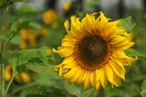Selective focus on sunflower growing in the field