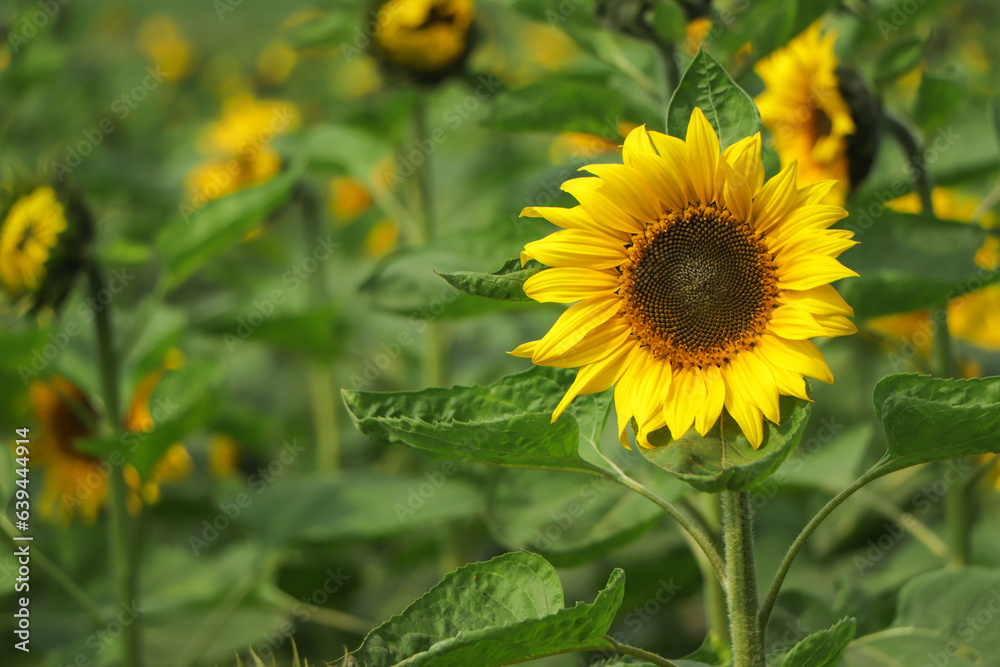 sunflower field over cloudy blue sky and bright sun lights sunflower field over cloudy blue sky and bright sun lights