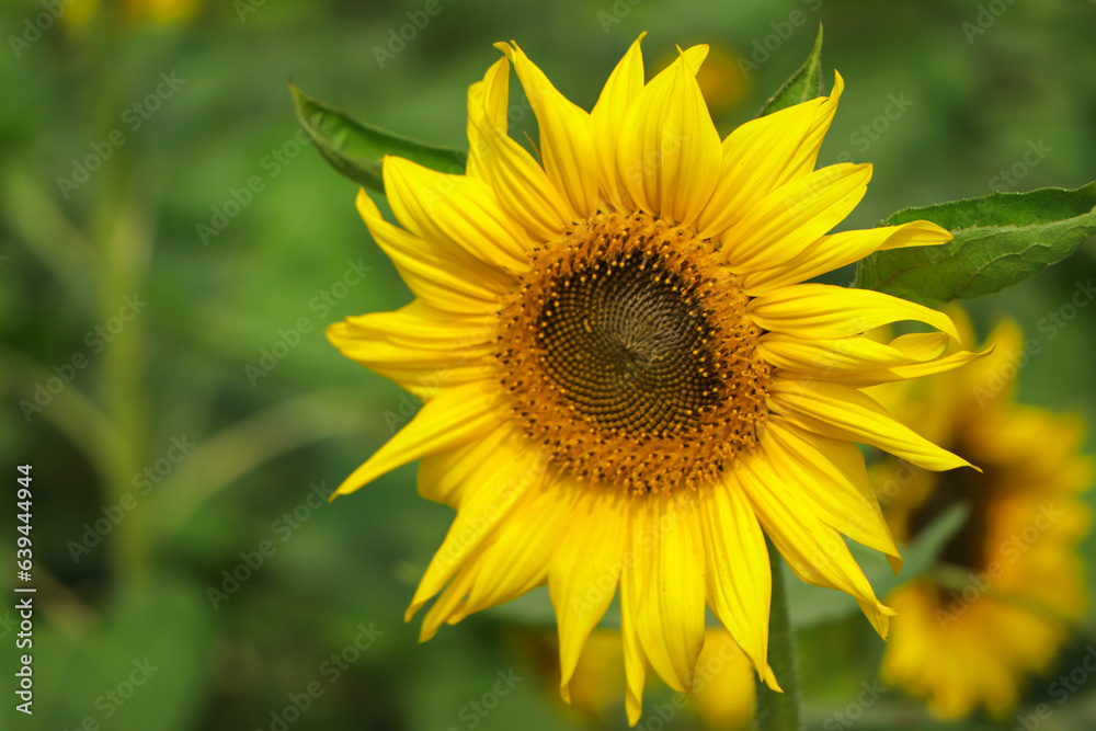 sunflower field over cloudy blue sky and bright sun lights