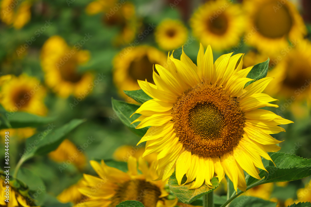 Bright yellow sunflowers on blurred sunny background. Horizontal nature banner with sunflower. Copy space for text