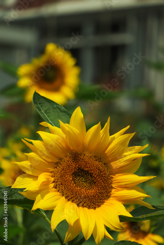 Prettiest sunflowers field with cloudy blue sky