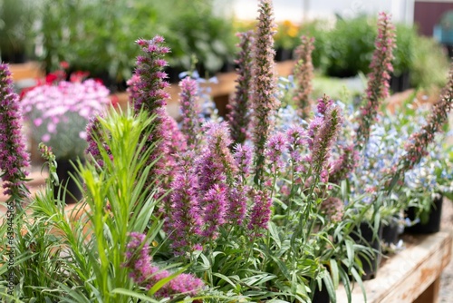 Liatris in the Greenhouse