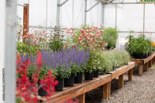 Salvia on Plant Bench
