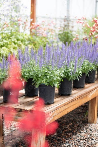 Perennial Salvia on Plant Bench
