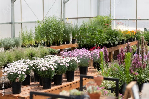 Perennials in a Greenhouse
