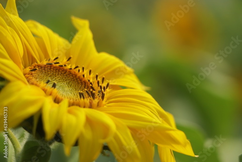 Sunflower flower on a sunflower field. Sunflower on sky © Hasib