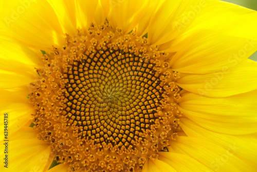 Closeup of sunflower with selective focus