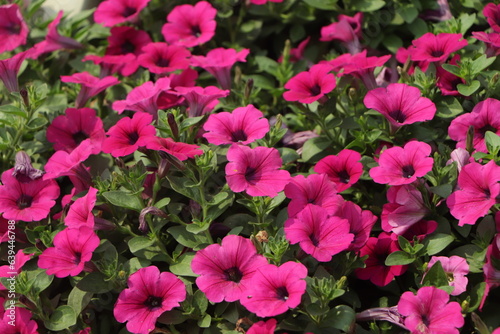 Background of pink petunia flower in garden