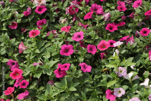 Flower Bed with pink petunias  Colorful pink petunia flower close up  Petunia flowers bloom  petunia blossom  Petunia flowers in garden.