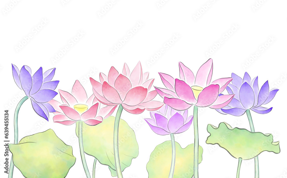 Colorful lotus flowers and leaves isolated on transparent background, watercolor illustration