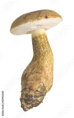 Bitter bolete, Tylopilus felleus isolated on white background. This mushroom has a bitter taste and is considered inedible.