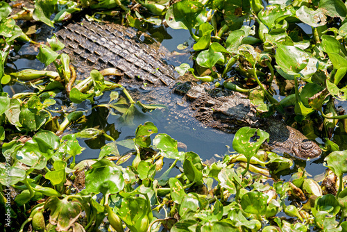 The Siamese crocodile  Crocodylus siamensis  is a freshwater crocodile