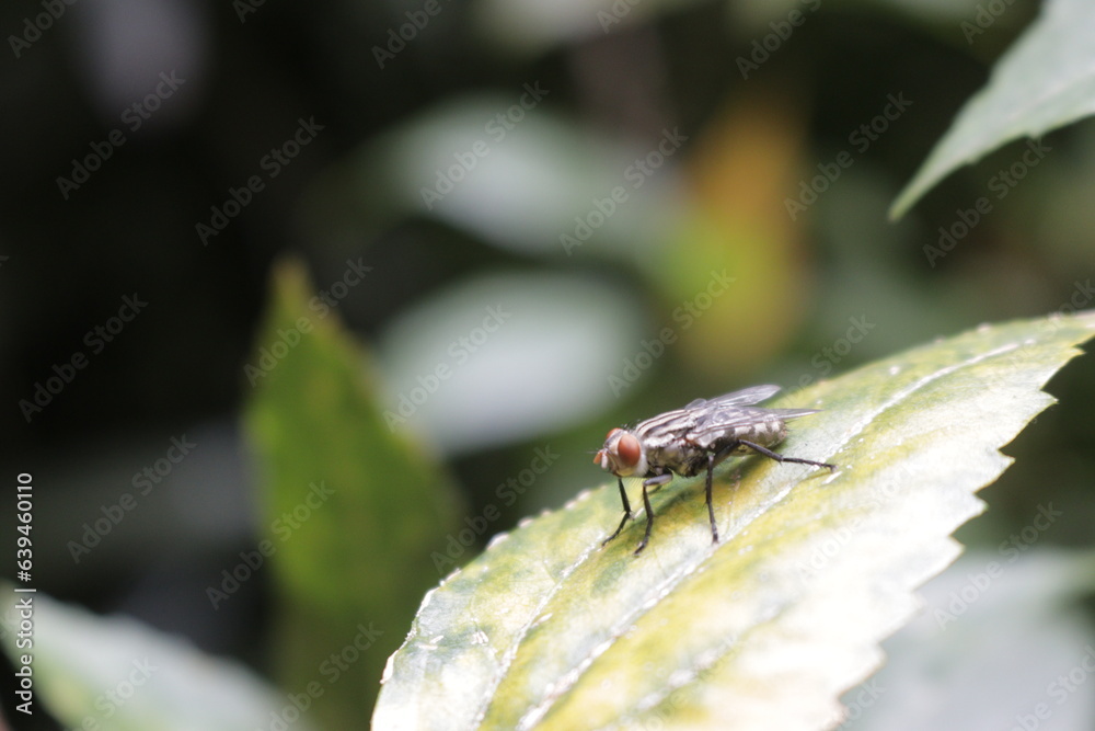 fly on leaf fly on leaf