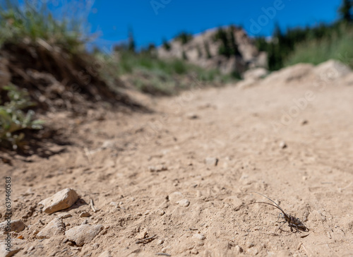 white-spotted sawyer longhorn beetle on a dirt trail at Lassen Volcanic National Park in California