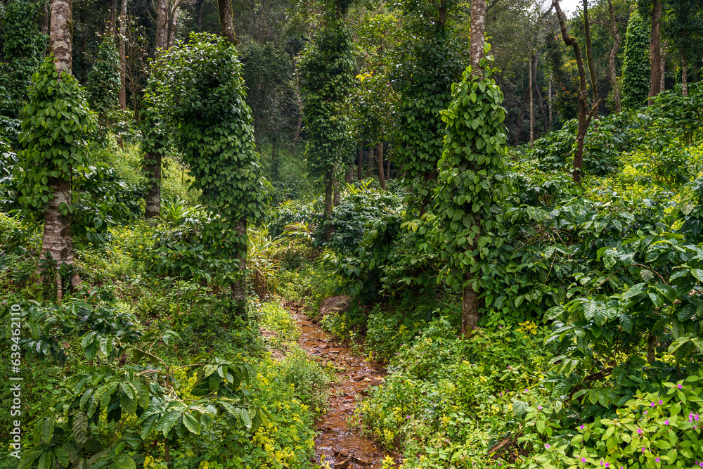 coffee plantation with black pepper plants coffee plantation with black pepper plants
