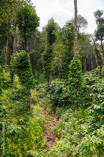 coffee plantation with black pepper plants