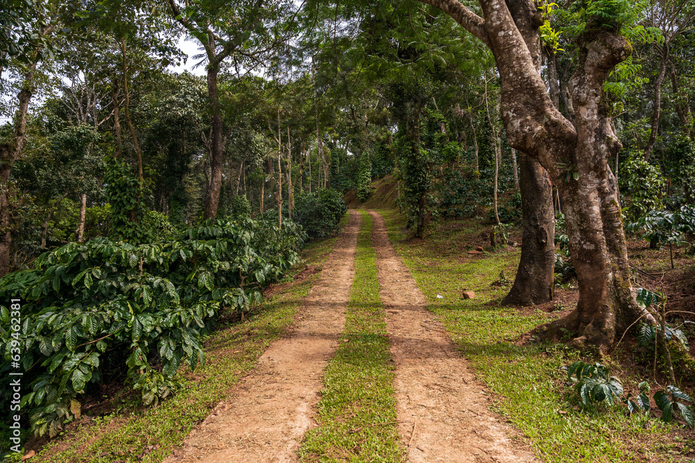 A coffee plantation in Mudigere, India