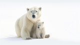 Polar bear with cub isolated on the white background,generative ai