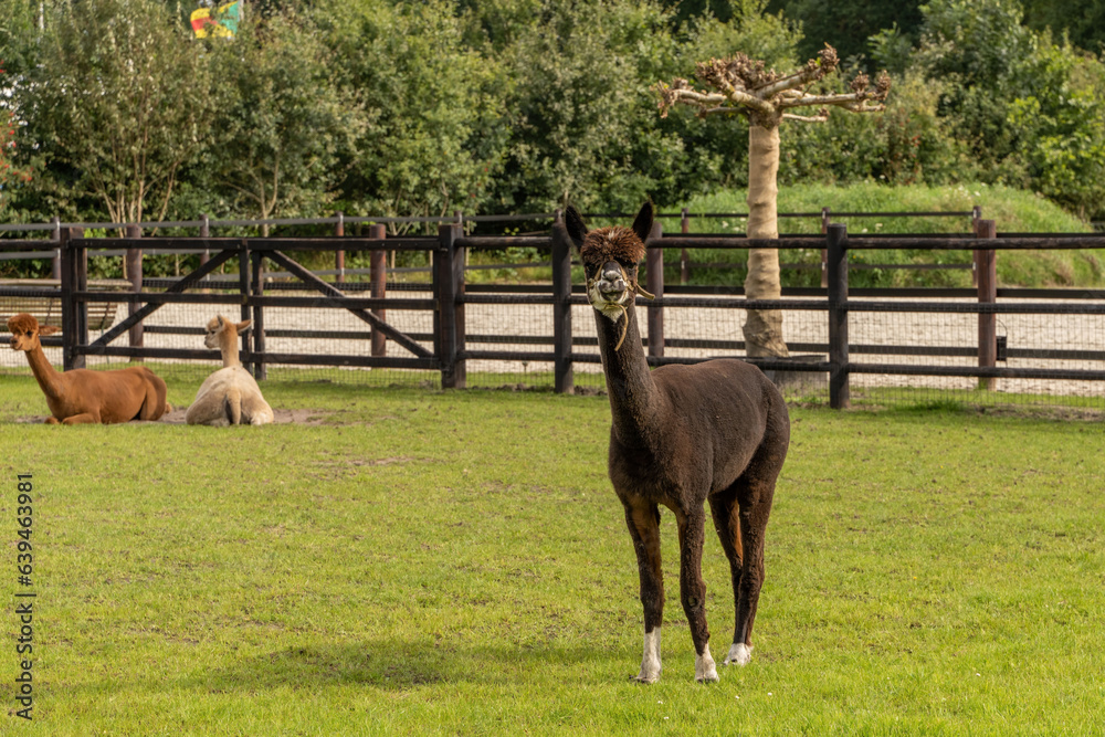 A stubborn brown and white alpaca looks straight into the camera. Two alpacas are eating and lounging on green grass meadow. Curious funny animals on meadow wear a halter. Three animals, two lying and