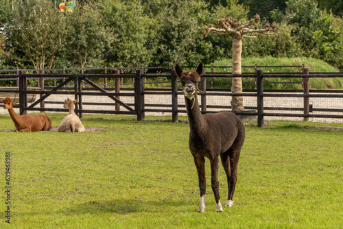 Obraz na płótnie A stubborn brown and white alpaca looks straight into the camera. Two alpacas are eating and lounging on green grass meadow. Curious funny animals on meadow wear a halter. Three animals, two lying and w salonie