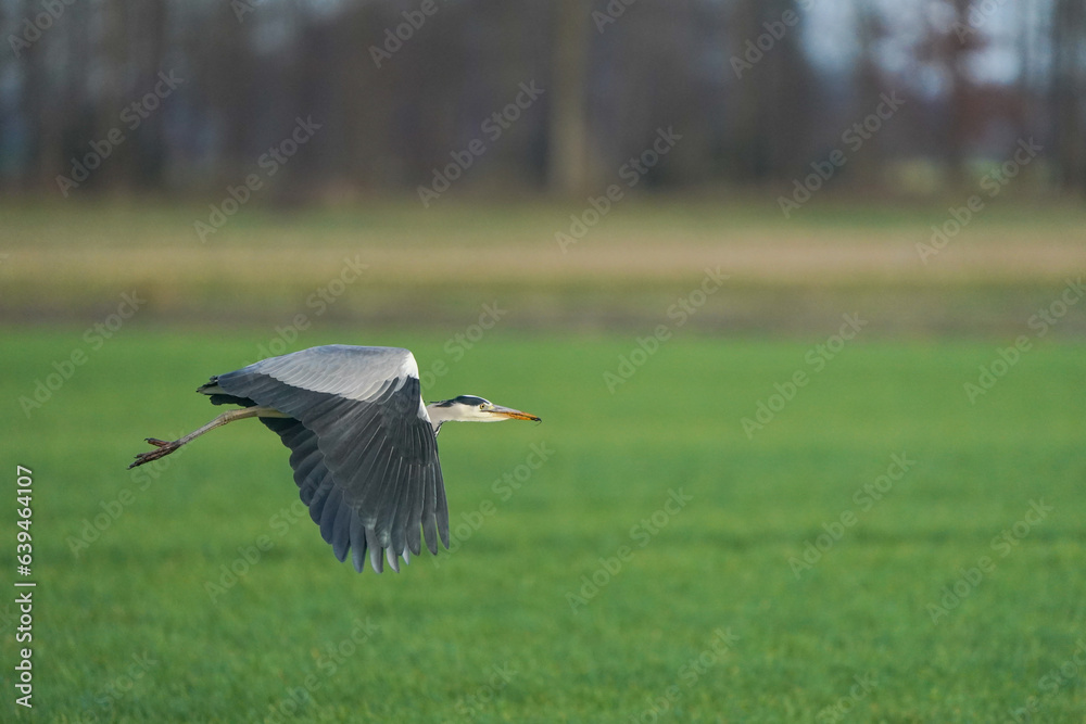 Beautiful gray heron bird in flight against a green grass background. Insect in its beak in a natural background, grass
