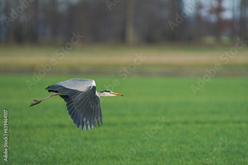 Obraz na płótnie Beautiful gray heron bird in flight against a green grass background. Insect in its beak in a natural background, grass w salonie