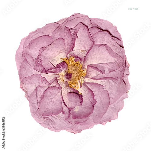 Fotografía Pressed Lavender Rose
