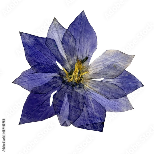 Canvastavla Pressed Purple Balloon Flower