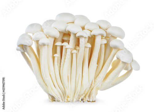 Shimeji mushroom isolated on white background.