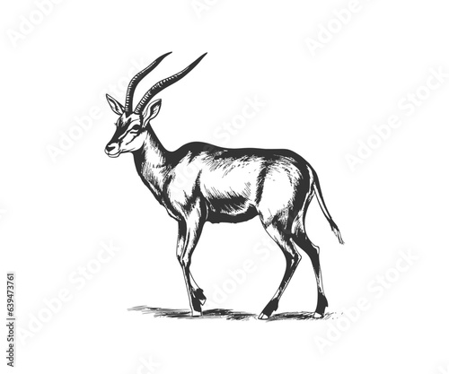 Antelope. Vector illustration design.