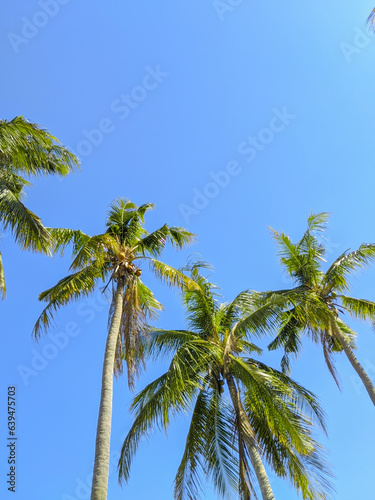 Coconut tree and palm with blue sky background