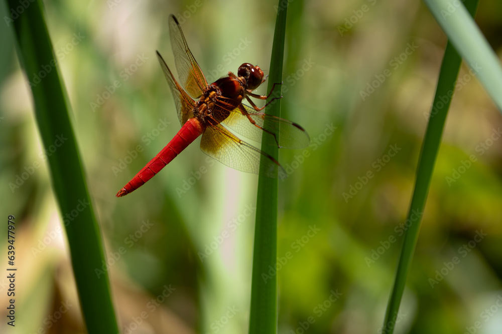 red dragonfly on a green leaf flame skimmer red dragonfly on a green leaf flame skimmer