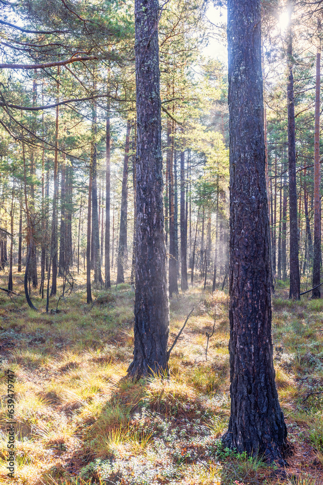Pine trees mist and sunbeams in a woodland Pine trees mist and sunbeams in a woodland