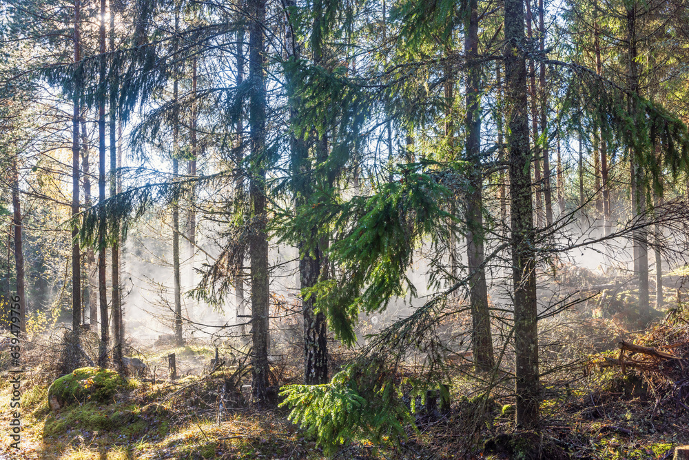 Fototapeta premium Sunbeams in the mist in a spruce forest