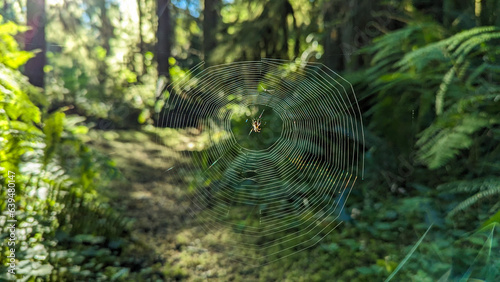 Morning spider web in the Pacific Northwest 