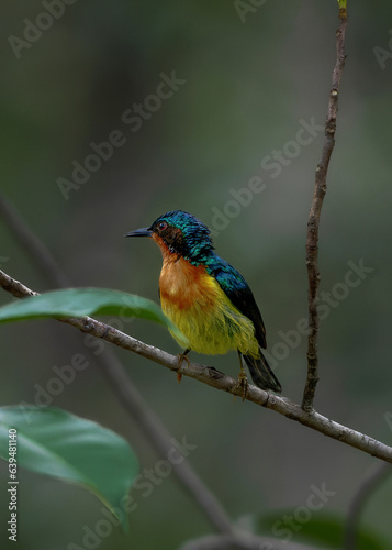 A colorful bird on a branch
