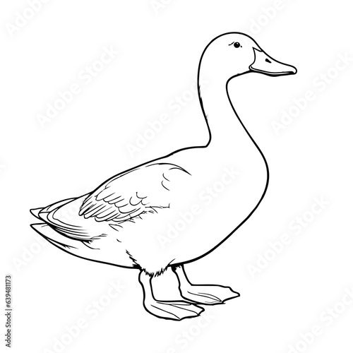 duck pencil drawing coloring book. Vector illustration