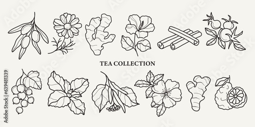 Hand drawn vector herbal tea collection