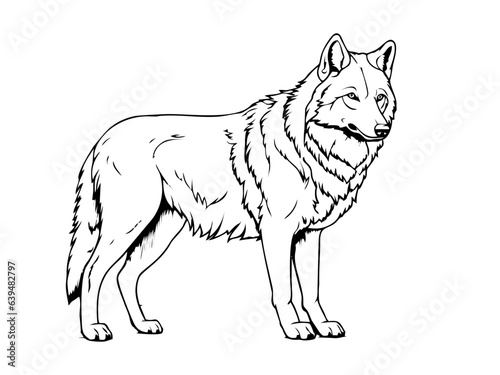 Wolf pencil drawing coloring book. Vector illustration