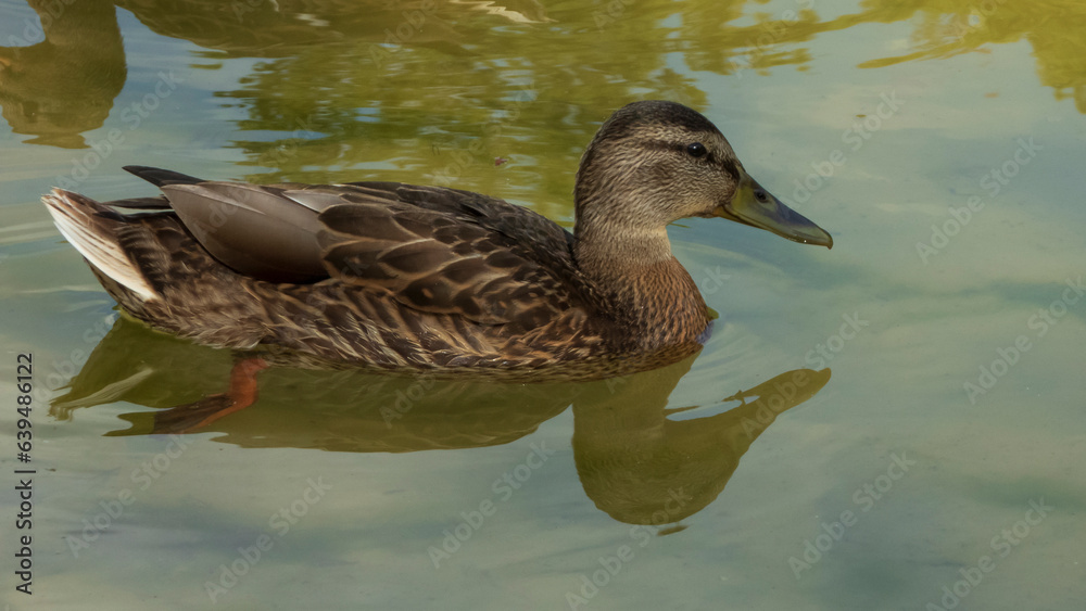 duck on the water duck on the water