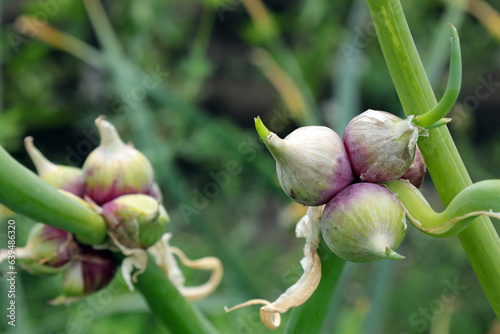 Wallpaper Mural Bulbs-seeds of a multi-tiered onion (lat. Allium proliferum) sing in the garden Torontodigital.ca