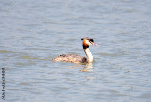 A Podiceps cristatus bird swimming on the water