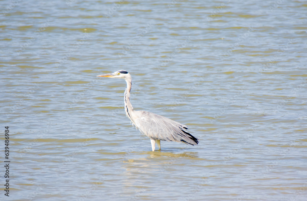 A close-up with a Gray Heron bird (Ardea cinerea) standing with its feet in the water A close-up with a Gray Heron bird (Ardea cinerea) standing with its feet in the water