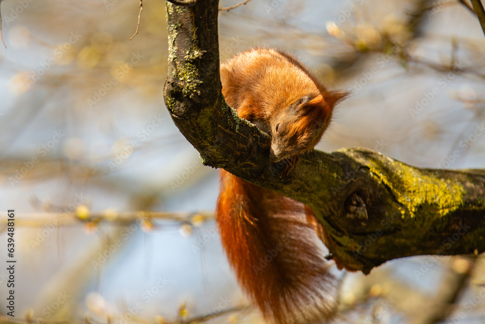Eichhörnchen im Park in Pankow